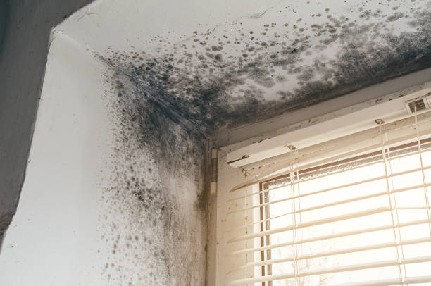 Affordable Mold Removal solutions in Fayetteville, GA