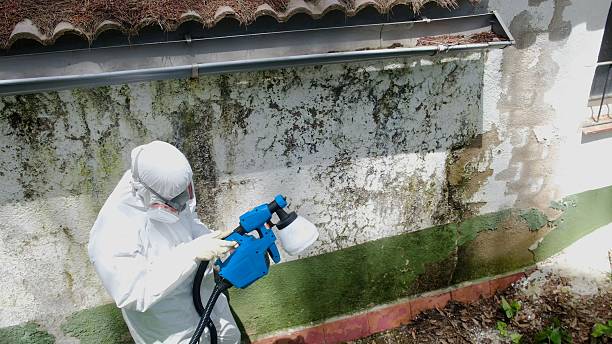 Top rated local Mold Removal specialists in Fayetteville, GA